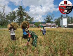 Babinsa Dampingi Petani Panen Padi di Kecamatan Sumalata