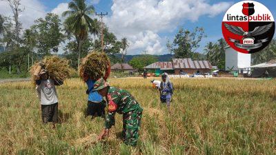 Babinsa Dampingi Petani Panen Padi di Kecamatan Sumalata