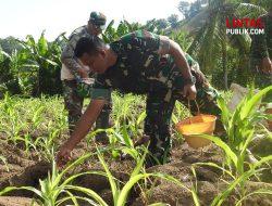 Kodim 1314 Gorut Lakukan Pemupukan Jagung di Lahan Pangan Tolongio, Dandim: Tanam Kebaikan Hari Ini untuk Panen Esok Hari