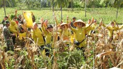 Panen Raya Jagung Kodim 1314/Gorut, Wujud Dukungan Nyata Ketahanan Pangan