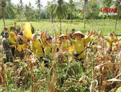 Panen Raya Jagung Kodim 1314/Gorut, Wujud Dukungan Nyata Ketahanan Pangan